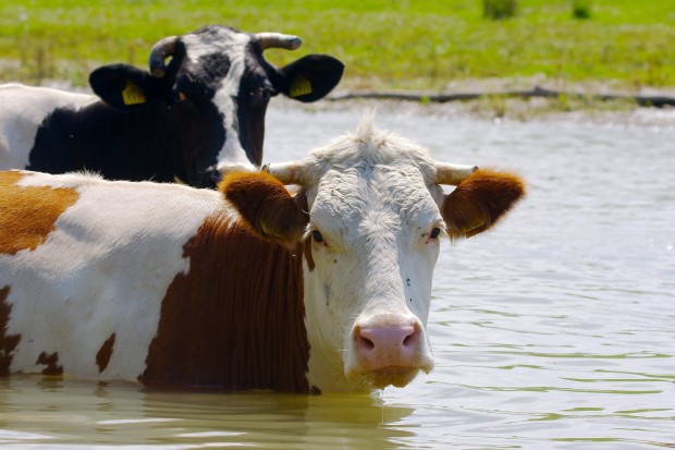 Cows in a river