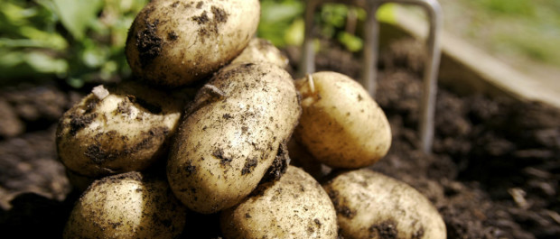 A small pile of potatoes freshly dug from the ground.